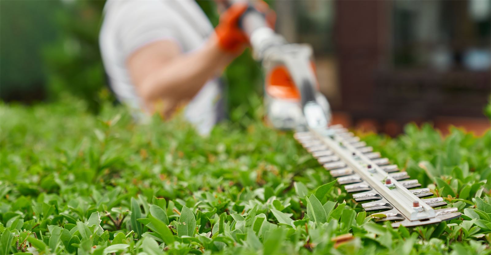 Shrub trimming